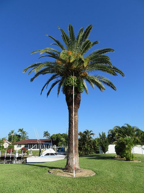 phoenix-canariensis-canary-island-date-palm-pineapple-palm