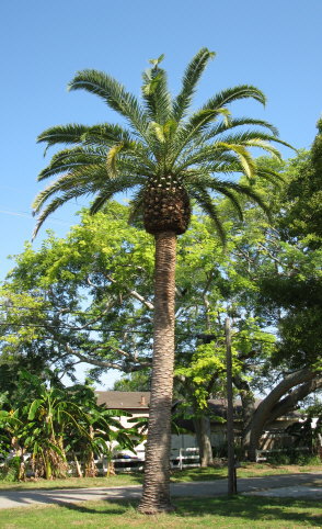 phoenix-canariensis-canary-island-date-palm-pineapple-palm