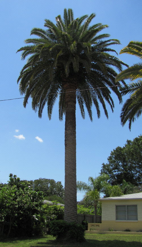 phoenix-canariensis-canary-island-date-palm-pineapple-palm
