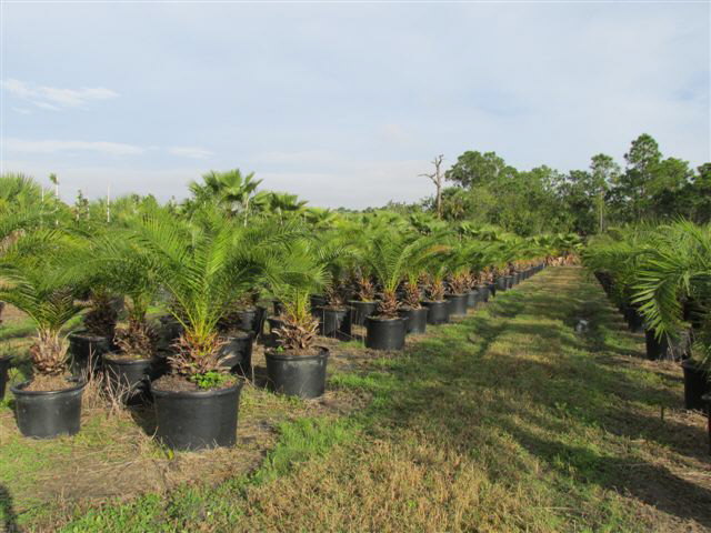 phoenix-canariensis-canary-island-date-palm-pineapple-palm