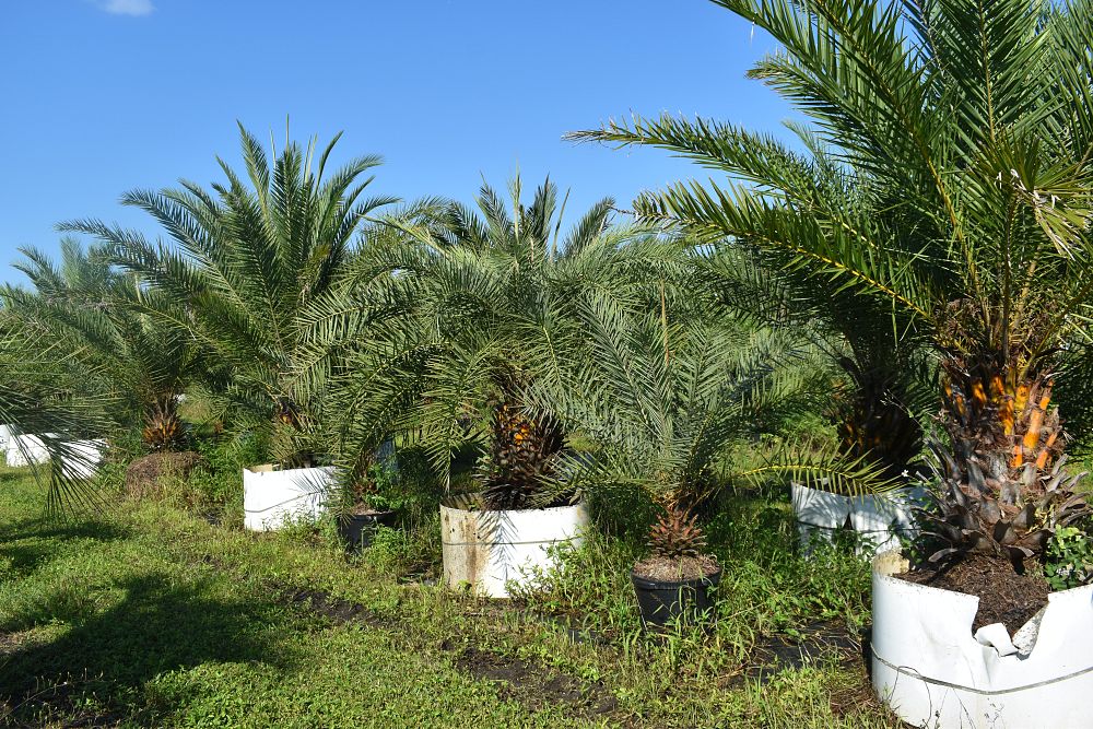 phoenix-canariensis-canary-island-date-palm-pineapple-palm