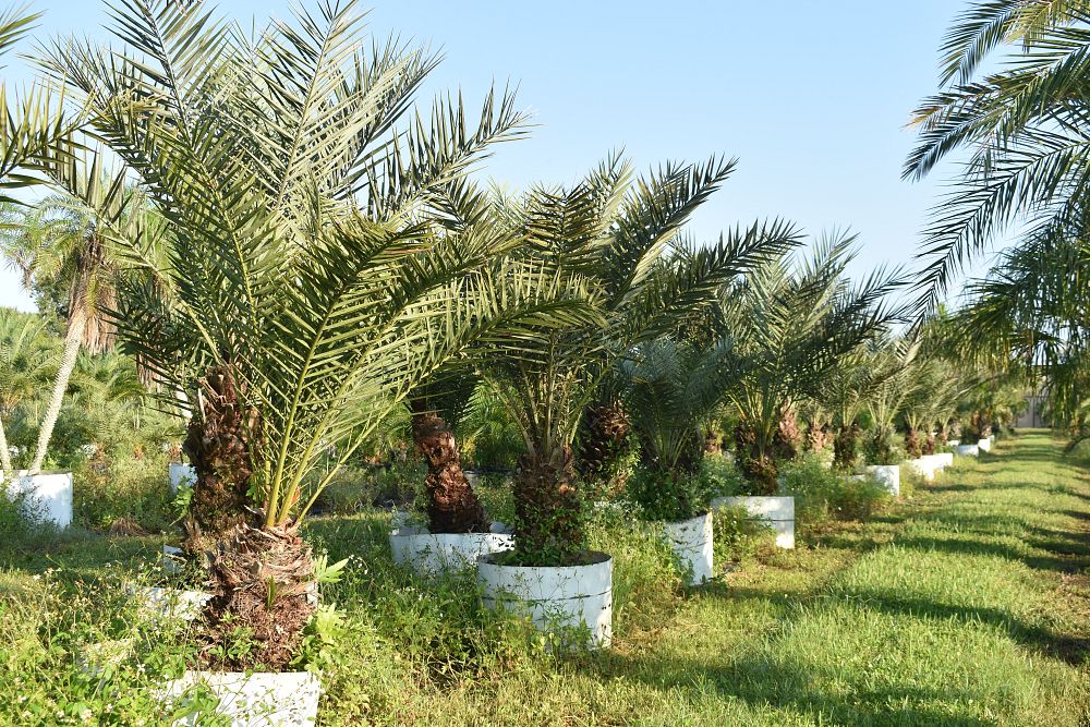 phoenix-canariensis-canary-island-date-palm-pineapple-palm