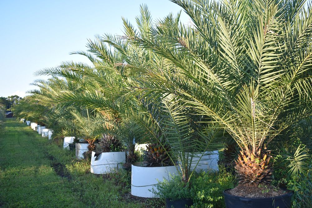phoenix-canariensis-canary-island-date-palm-pineapple-palm