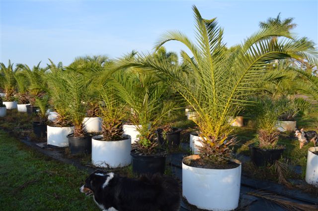 phoenix-canariensis-canary-island-date-palm-pineapple-palm