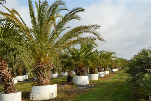 phoenix-canariensis-canary-island-date-palm-pineapple-palm