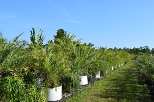 phoenix-canariensis-canary-island-date-palm-pineapple-palm