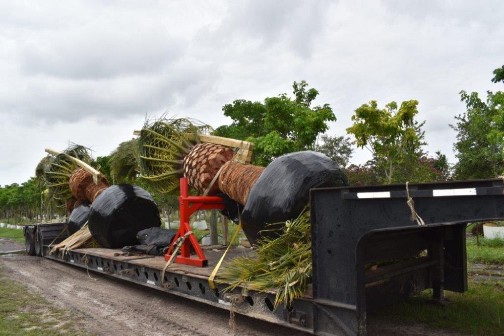 phoenix-canariensis-canary-island-date-palm-pineapple-palm