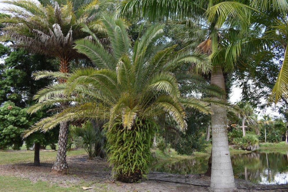 phoenix-canariensis-canary-island-date-palm-pineapple-palm