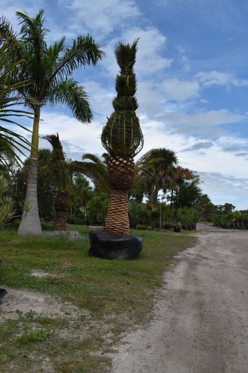 phoenix-canariensis-canary-island-date-palm-pineapple-palm
