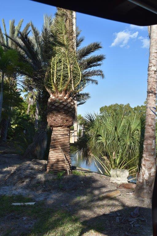 phoenix-canariensis-canary-island-date-palm-pineapple-palm