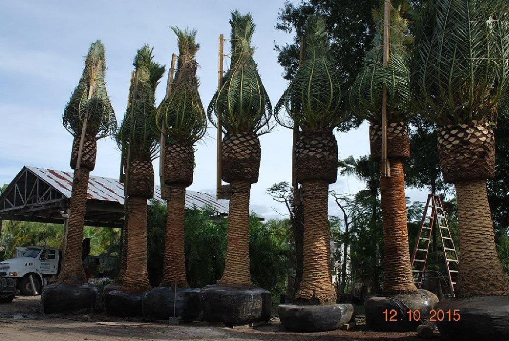 phoenix-canariensis-canary-island-date-palm-pineapple-palm