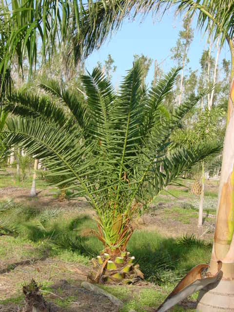 phoenix-canariensis-canary-island-date-palm-pineapple-palm