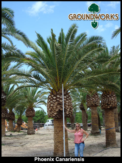 phoenix-canariensis-canary-island-date-palm-pineapple-palm