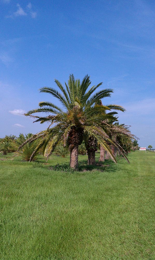 phoenix-canariensis-canary-island-date-palm-pineapple-palm