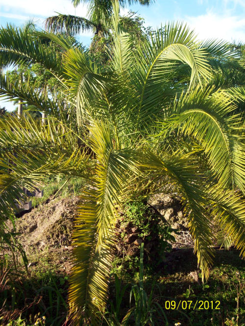phoenix-canariensis-canary-island-date-palm-pineapple-palm