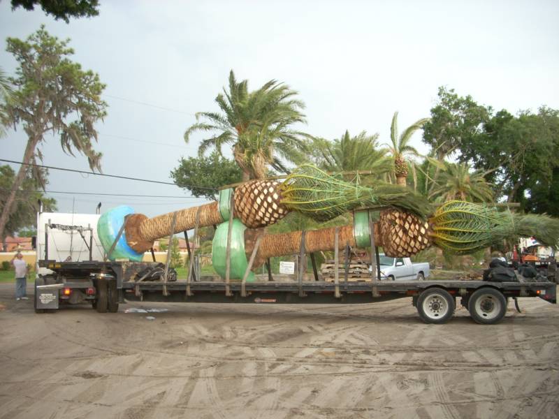 phoenix-canariensis-canary-island-date-palm-pineapple-palm