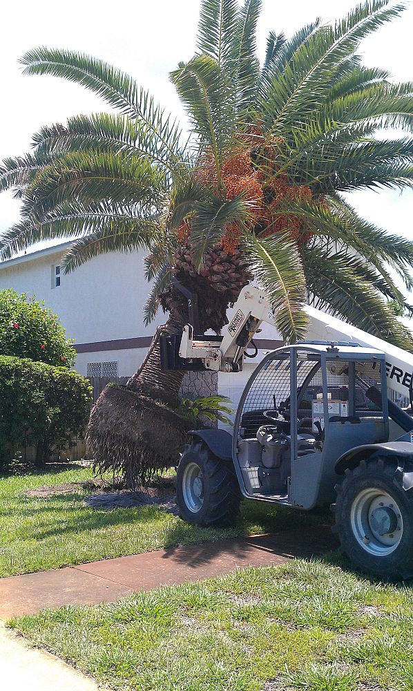phoenix-canariensis-canary-island-date-palm-pineapple-palm