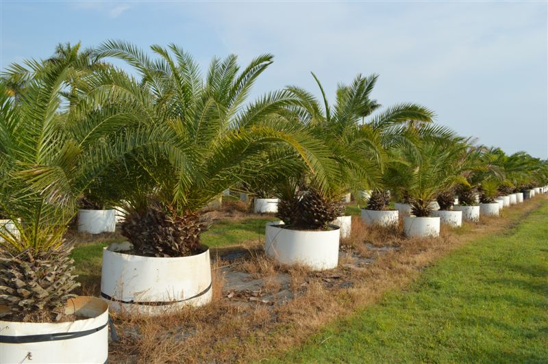 phoenix-canariensis-canary-island-date-palm-pineapple-palm