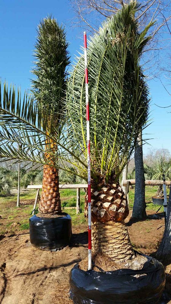 phoenix-canariensis-canary-island-date-palm-pineapple-palm