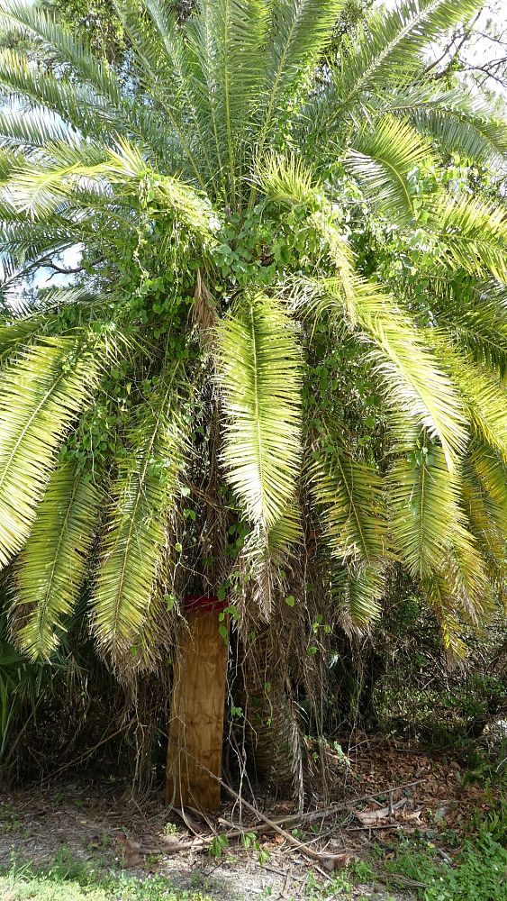 phoenix-canariensis-canary-island-date-palm-pineapple-palm