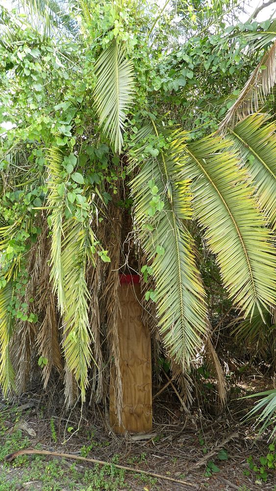 phoenix-canariensis-canary-island-date-palm-pineapple-palm