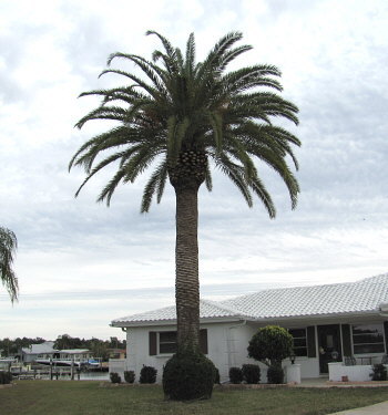 phoenix-canariensis-canary-island-date-palm-pineapple-palm