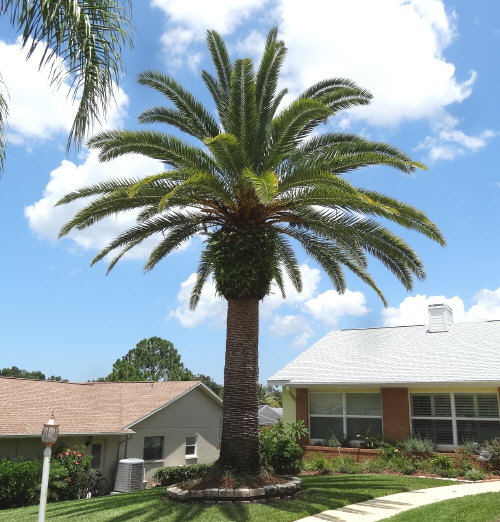 phoenix-canariensis-canary-island-date-palm-pineapple-palm