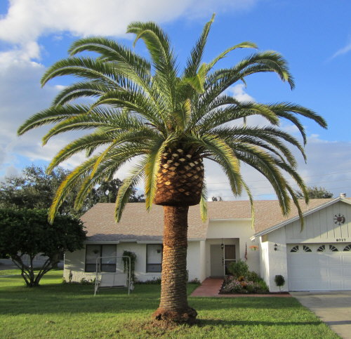 phoenix-canariensis-canary-island-date-palm-pineapple-palm