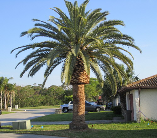 phoenix-canariensis-canary-island-date-palm-pineapple-palm