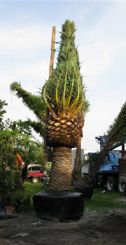 phoenix-canariensis-canary-island-date-palm-pineapple-palm