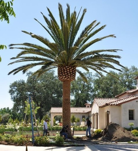 phoenix-canariensis-canary-island-date-palm-pineapple-palm