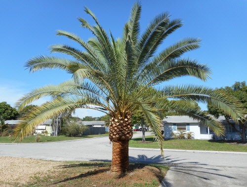 phoenix-canariensis-canary-island-date-palm-pineapple-palm