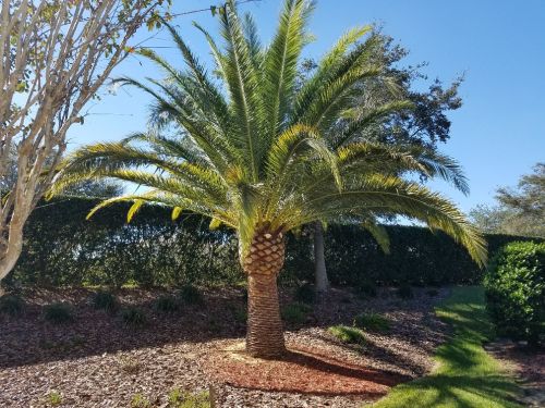 phoenix-canariensis-canary-island-date-palm-pineapple-palm