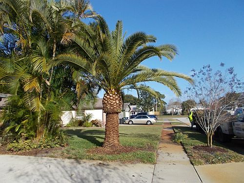 phoenix-canariensis-canary-island-date-palm-pineapple-palm