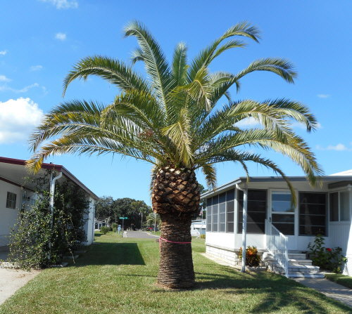 phoenix-canariensis-canary-island-date-palm-pineapple-palm