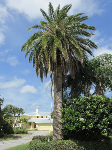 phoenix-canariensis-canary-island-date-palm-pineapple-palm