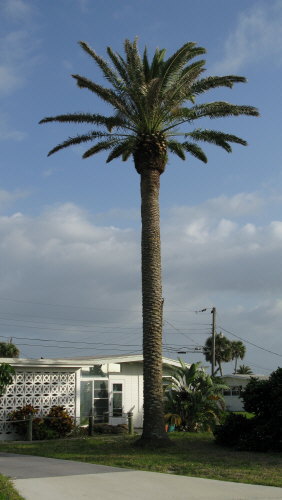 phoenix-canariensis-canary-island-date-palm-pineapple-palm