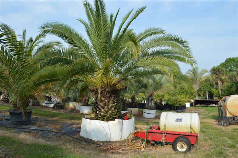 phoenix-canariensis-canary-island-date-palm-pineapple-palm