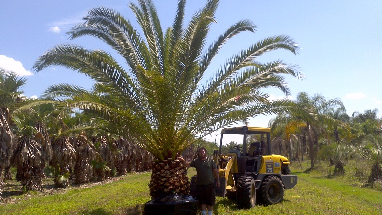phoenix-canariensis-canary-island-date-palm-pineapple-palm