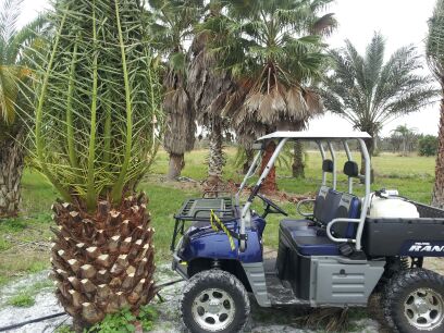 phoenix-canariensis-canary-island-date-palm-pineapple-palm