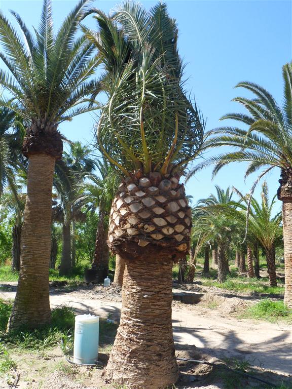 phoenix-canariensis-canary-island-date-palm-pineapple-palm