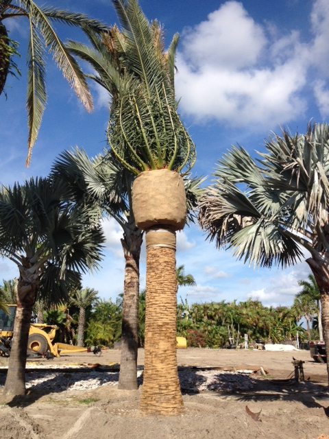 phoenix-canariensis-canary-island-date-palm-pineapple-palm