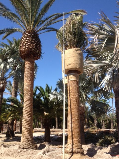 phoenix-canariensis-canary-island-date-palm-pineapple-palm