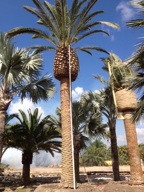 phoenix-canariensis-canary-island-date-palm-pineapple-palm
