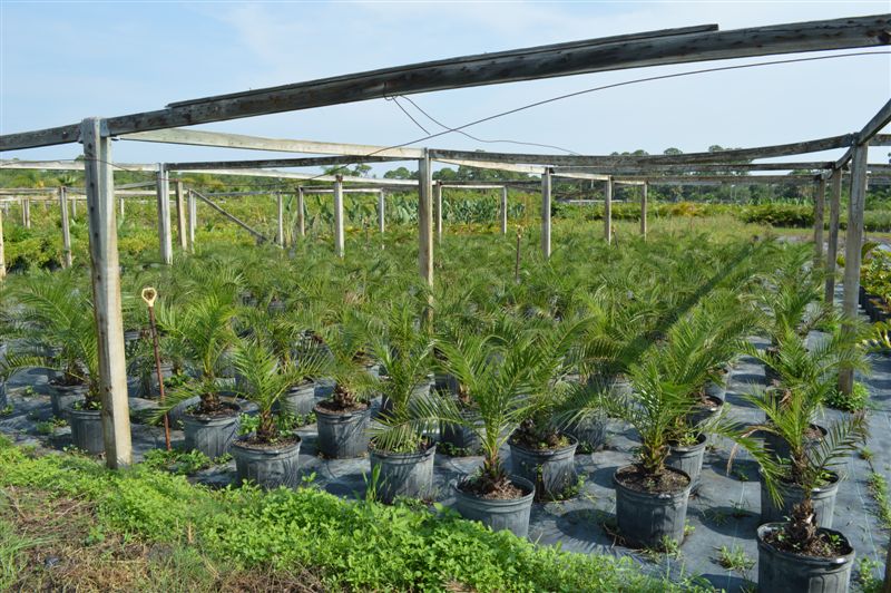 phoenix-canariensis-canary-island-date-palm-pineapple-palm