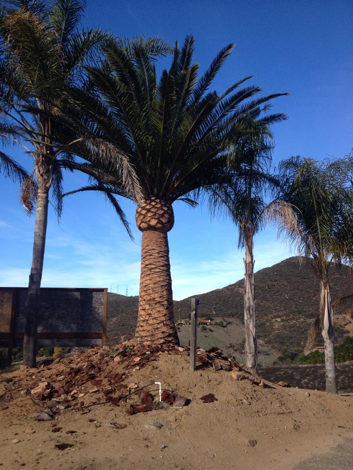 phoenix-canariensis-canary-island-date-palm-pineapple-palm