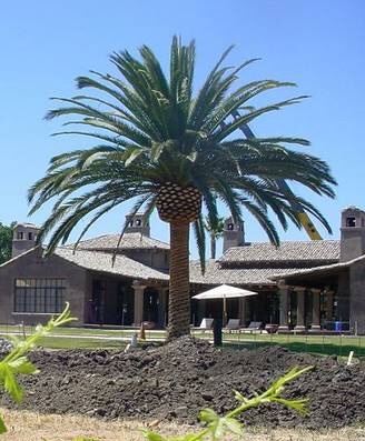 phoenix-canariensis-canary-island-date-palm-pineapple-palm