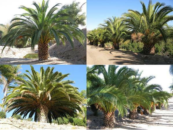 phoenix-canariensis-canary-island-date-palm-pineapple-palm