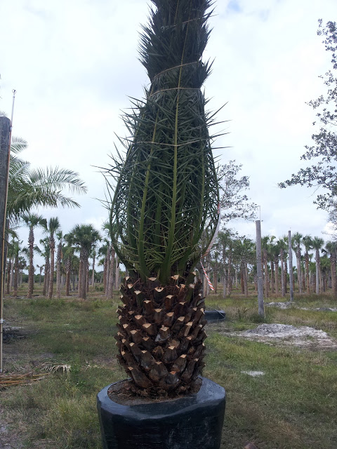 phoenix-canariensis-canary-island-date-palm-pineapple-palm