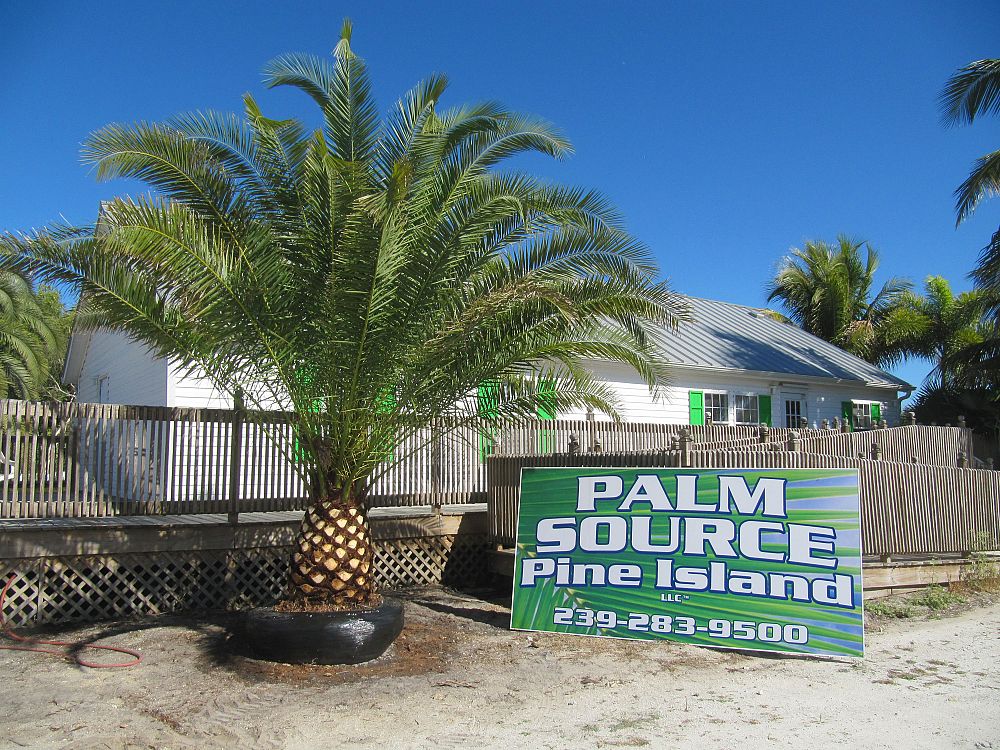 phoenix-canariensis-canary-island-date-palm-pineapple-palm